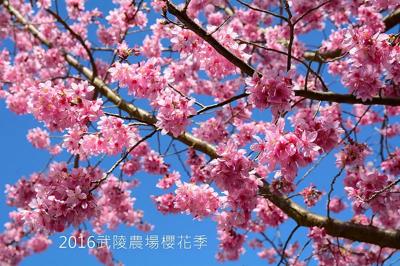 【台中│景點】2016年櫻花季花況直播，粉紅滿開，山櫻花含苞待放。武陵農場(105.02.29花況)
