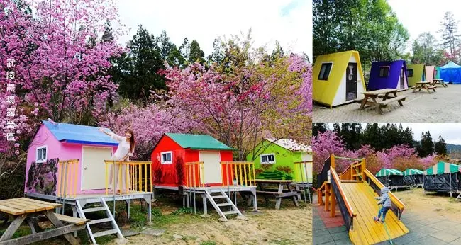 武陵農場露營景點 ▶ 武陵農場露營區 ▶ 可愛繽紛露營屋、兒童遊戲區 還有浪漫櫻花相伴 親子露營、免搭帳露營!