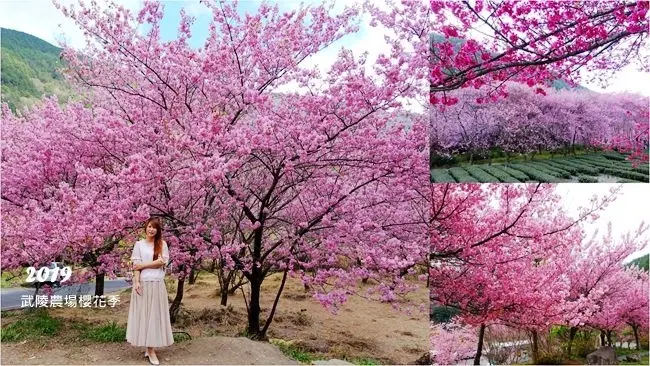 台中賞櫻景點 ▶ 2019武陵農場櫻花季 ▶ 感受粉紅國度的浪漫 一生必遊的賞櫻景點 武陵農場櫻花最新花況、門票及交通管制資訊!