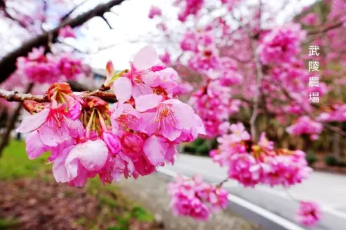 武陵農場櫻花▶ 2018武陵農場櫻花季 ▶ 武陵農場櫻花實況 最浪漫的粉紅佳人櫻花季登場了 (交通管制、賞櫻專車)