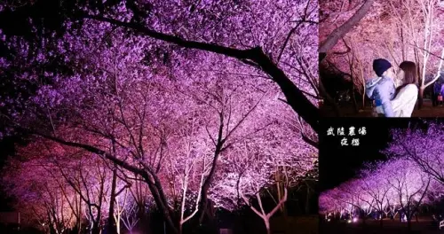 2021武陵農場夜櫻 ▶ 武陵農場夜櫻景觀 ▶ 紅粉佳人夜櫻 櫻花季限定夜櫻、武陵農場夜櫻時間及地點!