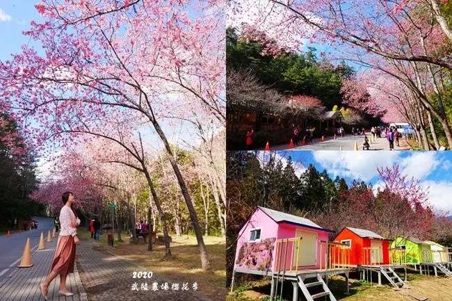 2020櫻花季∣中部最推薦賞櫻花景點 ▶ 2020武陵農場櫻花季 ▶ 武陵農場櫻花2/8最新花況 櫻花季管制、賞櫻專車及交通資訊 武陵農場賞櫻順遊景點!