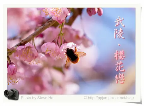 【台中】武陵。櫻花戀