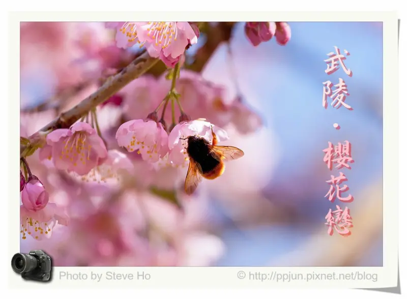 【台中】武陵。櫻花戀