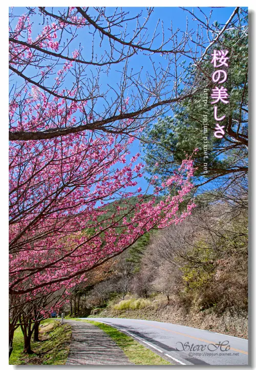 【台中】武陵．2016 櫻花季