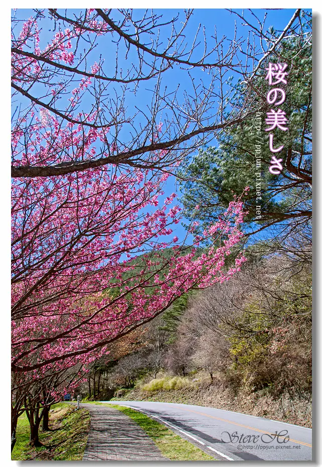 【台中】武陵．2016 櫻花季