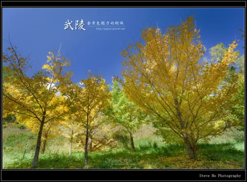 [台中] 武陵農場 - 金黃色魅力的綻放