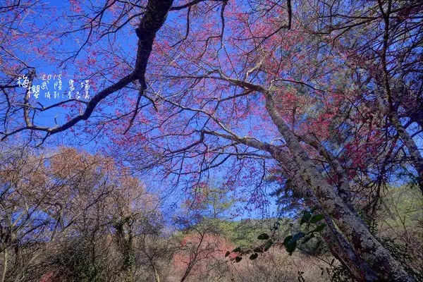賞花,花季,走春,春節,賞櫻,武陵賞櫻,武陵農場