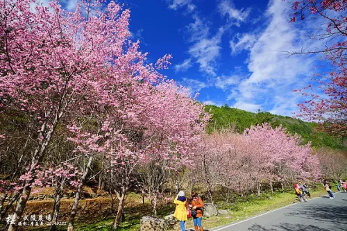 【台中】武陵農場賞櫻去，沉浸在粉色山林裡，台七甲望雪山　20140222