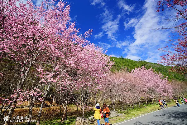 【台中】武陵農場賞櫻去，沉浸在粉色山林裡，台七甲望雪山　20140222