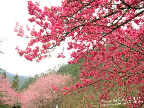 【台中-武陵農場】山中粉紅逆襲！療癒的櫻花海宛如仙境