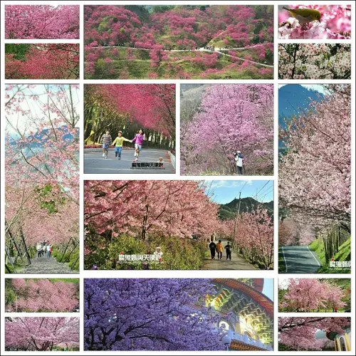 《魔鬼甄花瘋玩台灣》台灣櫻花地圖懶人包~2017年賞櫻最新版！北中南台灣賞櫻名所超過百選一次滿足！！(2017/3/17最後更新)