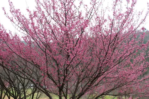 武陵農場・2016年櫻花季        
      