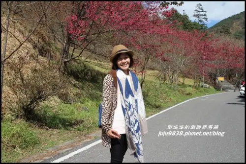 台中和平。武陵農場春色無邊梅櫻爭豔(上)