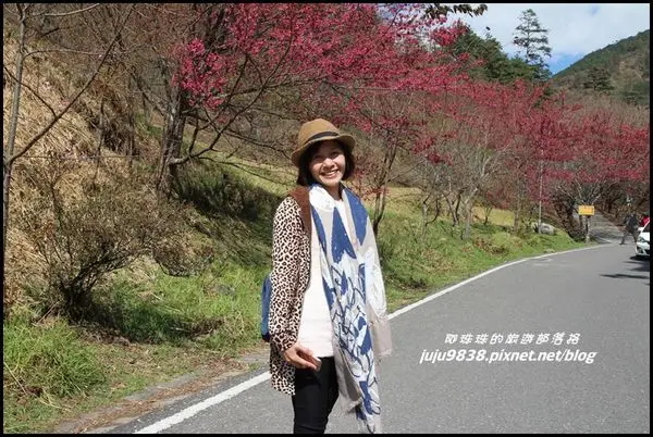 台中和平。武陵農場春色無邊梅櫻爭豔(上)