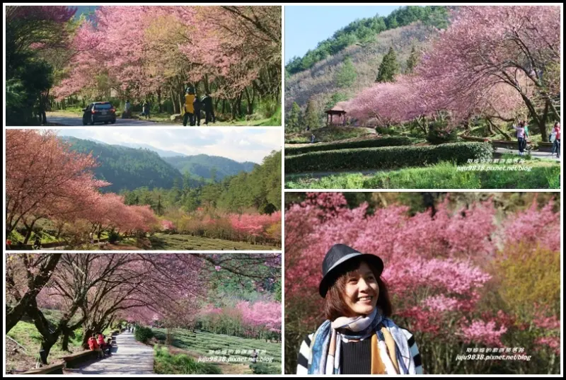 台中。武陵農場捉住紅粉佳人的浪漫尾巴!