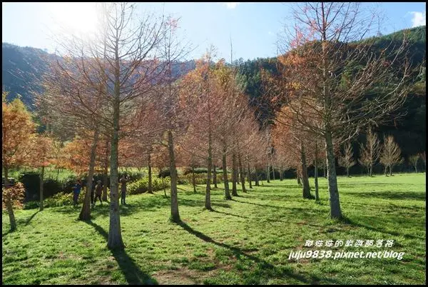 台中和平。武陵農場露營區落羽松。雪山登山口美景如畫(下)