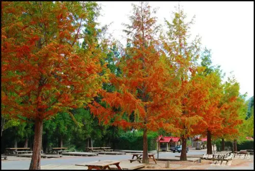 武陵露營區歐風落羽松&紫色鼠尾草花海