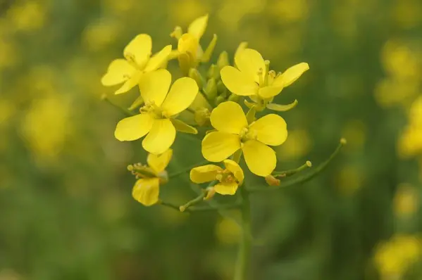 武陵農場不追櫻花、愛上油菜花海。楓林小館賞楓葉。武陵茶莊品茗武陵茶。探訪國寶魚櫻花鉤吻鮭