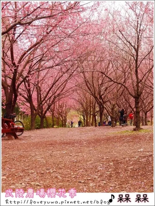 【雪霸◍•ᴗ•◍國家公園】賞花・武陵農場櫻花季✯2015年2/23紅粉佳人花況九成｜嬌柔的粉色浪漫        
      
