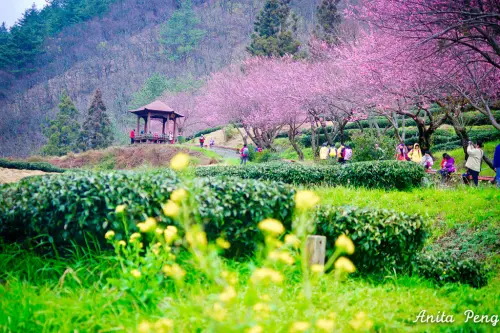 【攝影．台中】2016武陵農場櫻花季～徜徉幸福又浪漫的粉紅花海！