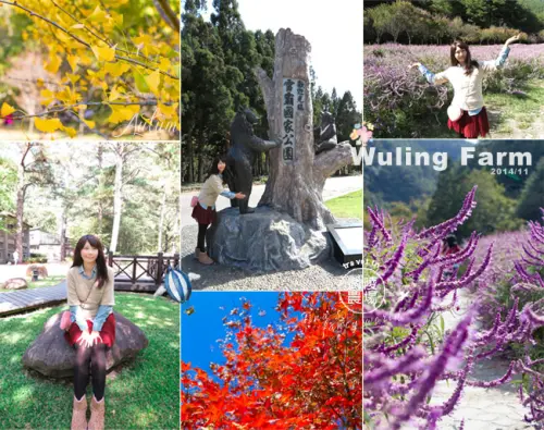  【台中。旅遊】秋日限定！武陵農場賞楓行~楓葉、銀杏、紫色花海，旅行去吧！！