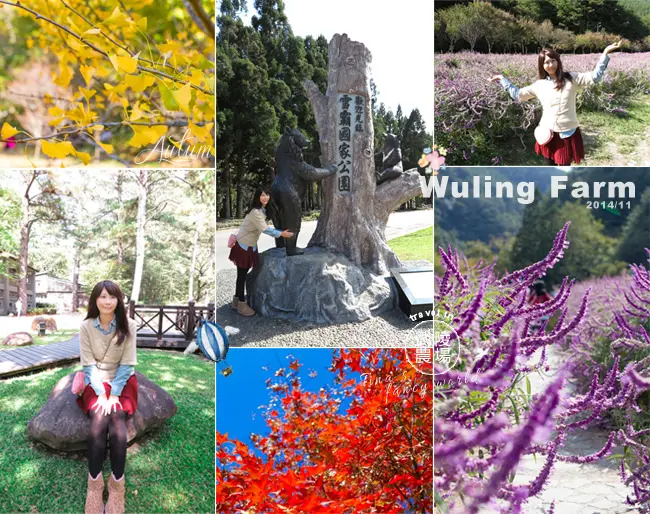  【台中。旅遊】秋日限定！武陵農場賞楓行~楓葉、銀杏、紫色花海，旅行去吧！！