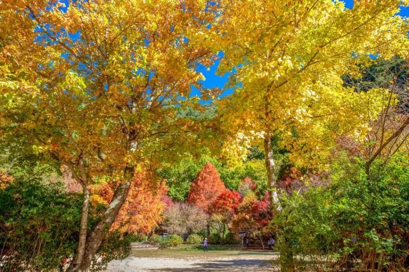 武陵農場⎪交通方式.門票資訊⎪山林換上秋日新裝。楓葉、銀杏、落羽松及油菜花田，讓你一次拍夠夠！ @捲捲頭 Wonderful 品味。生活