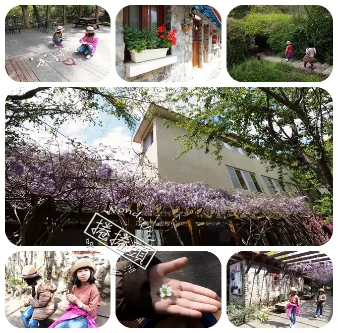 ▋武陵賞花熱點▋武陵農場的紫藤花秘境。把握最後一波花期，可能還會看見小猴子喔～