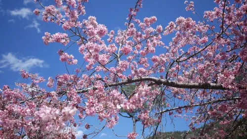 2020武陵農場櫻花季｜2月18日花況．超簡單交通攻略．國光客運賞櫻專車從台北車站直達武陵農場