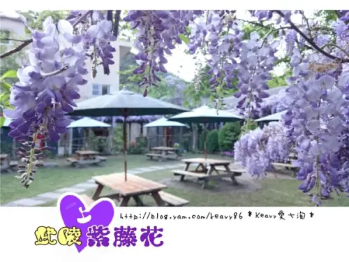 ★台中和平★愛上【武陵農場】紫藤花的紫色浪漫，猶如串串葡萄，看了眼甜心也甜。