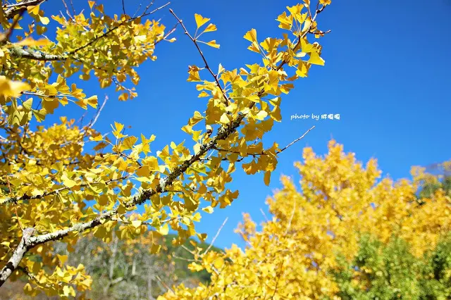 【台中 和平】武陵農場Wuling Farm ✨✨✨園區內的銀杏是耀眼的金黃，猶如一把把小金扇，扇出秋天的風采，更有芳香萬壽菊及大片鼠尾草相襯，不讓楓葉專美於前，刻畫出不輸給春季百花齊放的景色🌻🌷