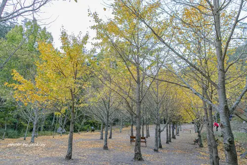 201121台中-武陵農場