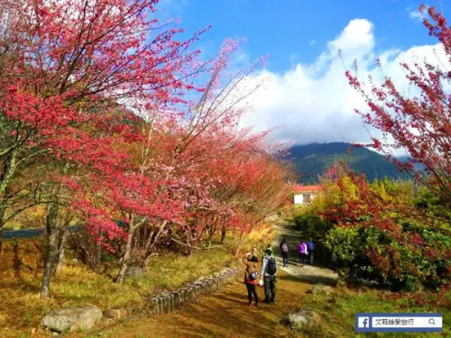 2017武陵農場櫻花季！夢幻美麗的粉紅櫻花花海 X 入場必看！管制措施 X 專車路線 X 專車票價 X 注意事項