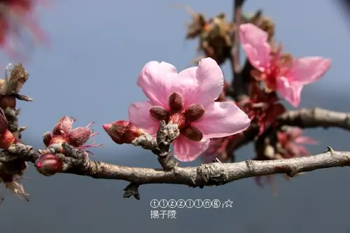 2019三月春來花開遊武陵農場&雪山登山口～