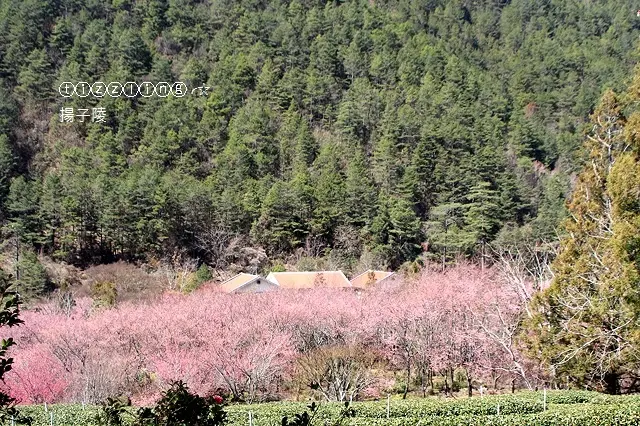 2017武陵農場櫻花季～