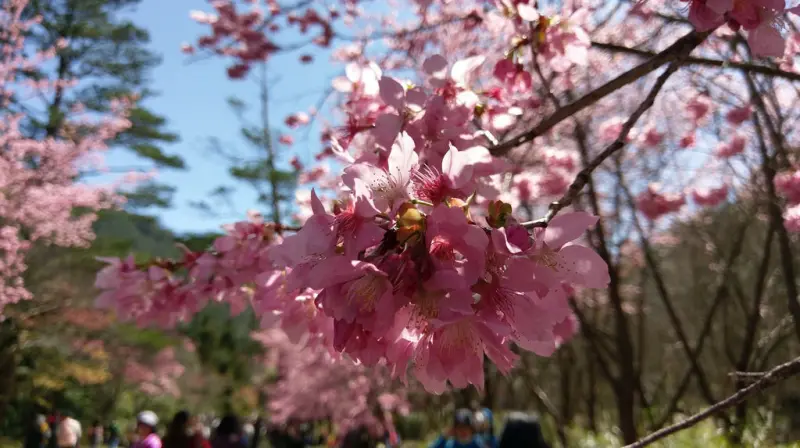 「台中和平玩樂」武陵農場櫻花季一日賞櫻花行程超熱血