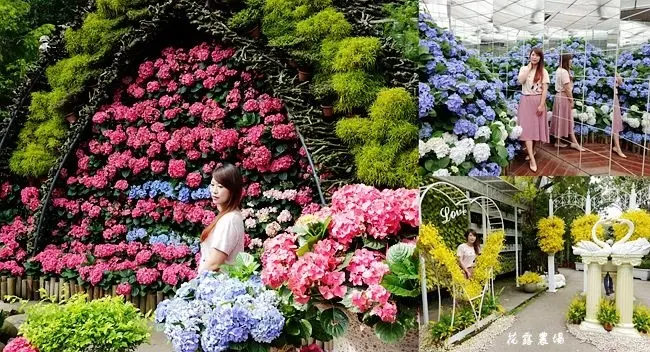 苗栗卓蘭旅遊景點 ▶ 2020花露農場繡球花季  ▶ 繡球花牆、繡球花鏡中花、大草皮、門票資訊、繡球花最新花況 苗栗繡球花景點!