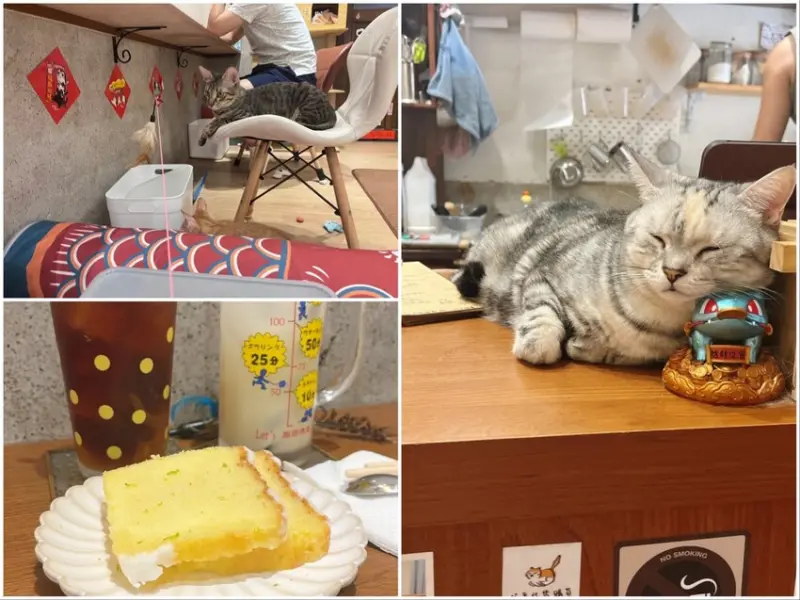 台南市中西區台南隱藏在小巷的貓咪寵物咖啡廳｜ 呼嚕咖啡館。店內超過十隻貓咪陪你一起吃飯玩耍！根本就是貓咪控的天堂