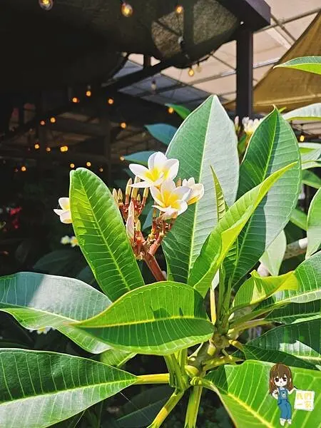 桃園觀音 拍出專屬於你的Zakka風照片/季風沙丘-老。樣子