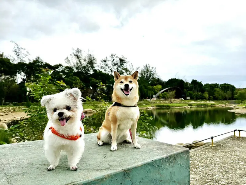 【新開幕】八德寵物友善餐廳推薦！三十好食，大湳森林公園附近，