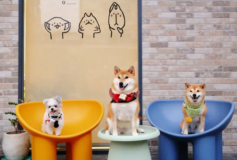 【新開幕】八德寵物友善餐廳推薦！三十好食，大湳森林公園附近，