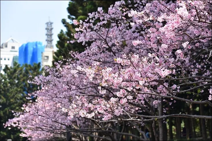 《捷運淡水信義線/松山新店線》台北城內捷運即可達的賞櫻點再一彈！台北中正紀念堂大漁櫻/修善寺寒櫻爆炸滿開中，真的不是在日本拍的啦！(2017/3/24今日花況)