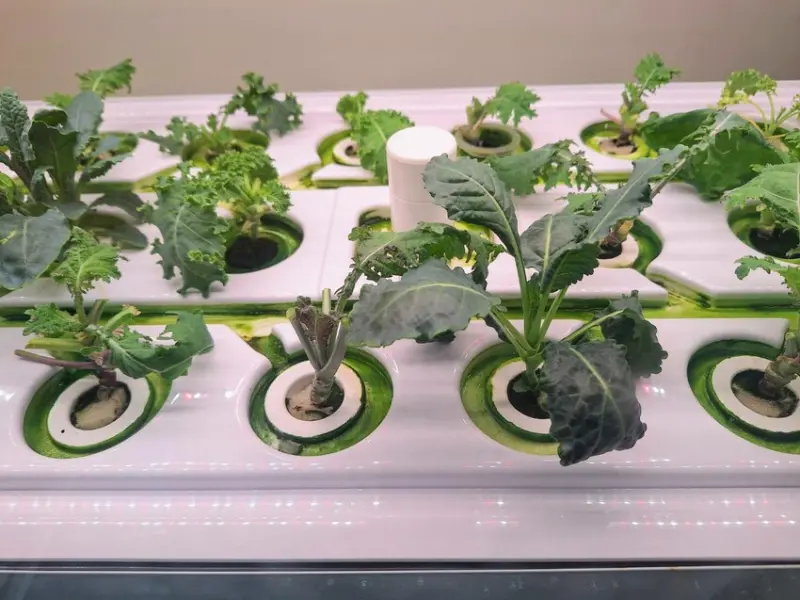 【美食】「純翠綠拿鐵 藝文店 Pure Veggies 」桃