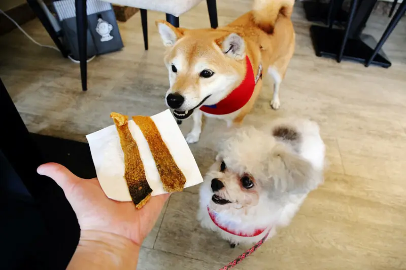 台北寵物友善餐廳｜其時Bistro〜台北草地寵物餐廳，有專屬