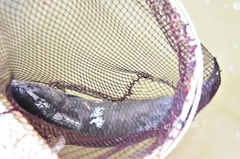 石門山霸王活魚土雞餐廳｜桃園大溪石門水庫 30年老字號活魚餐