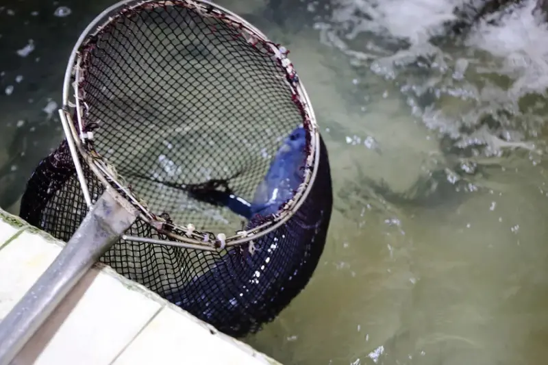 【石門活魚餐廳推薦】山霸王活魚餐廳，網友推薦30年老店，創意