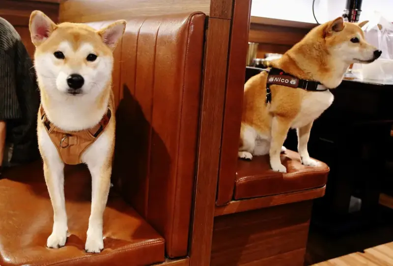 台中必訪！超夯特色燒肉店【燒肉滋滋】，韓式燒肉x韓式料理x韓