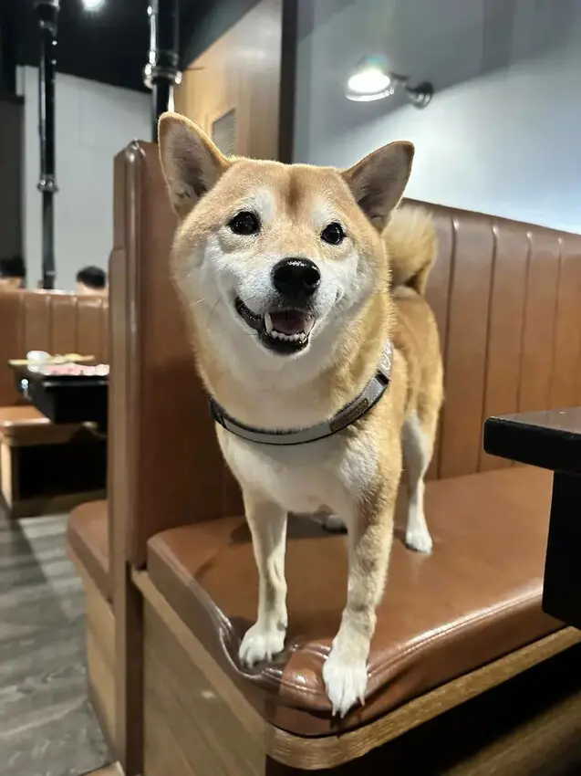 台中必訪！超夯特色燒肉店【燒肉滋滋】，韓式燒肉x韓式料理x韓