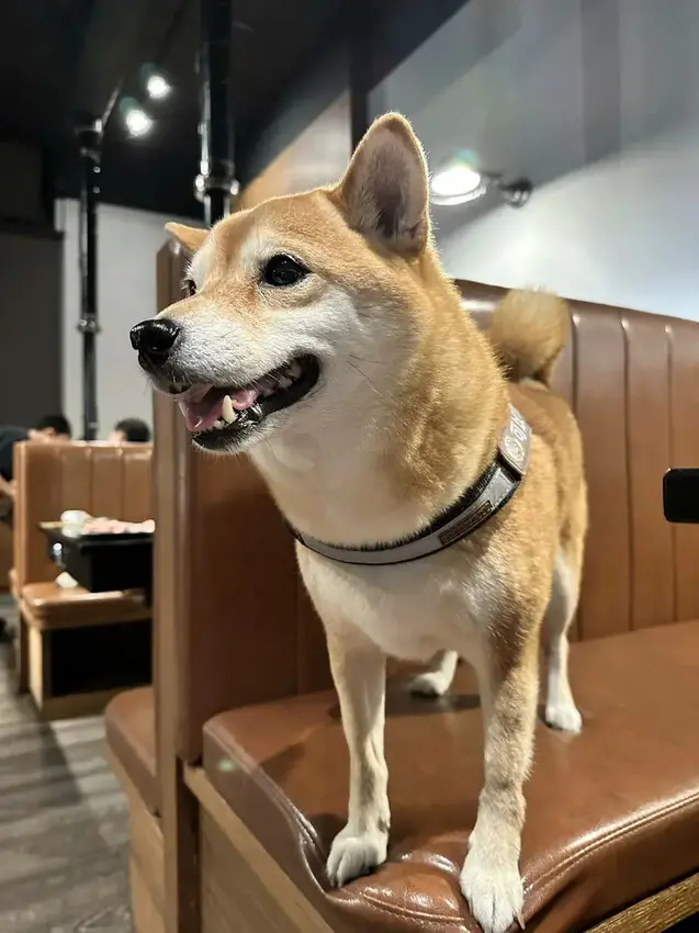 台中必訪！超夯特色燒肉店【燒肉滋滋】，韓式燒肉x韓式料理x韓